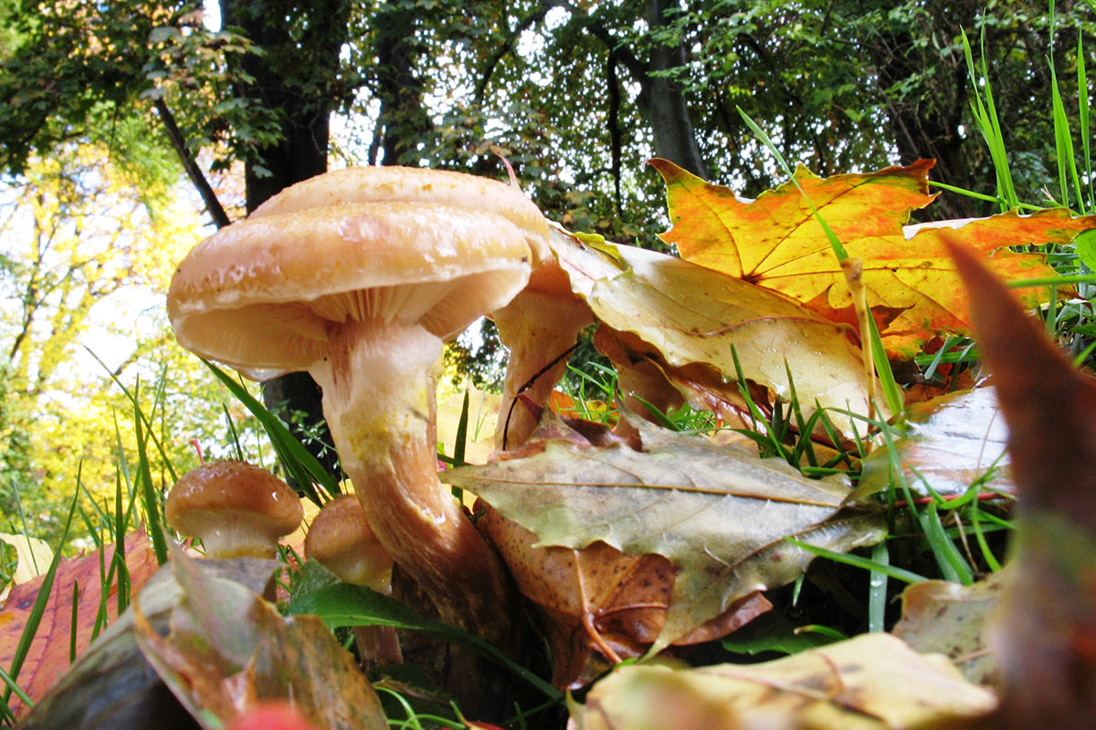 2013-10-01_035_mhi_13 Pilze (Foto: Manfred Hiersemann)