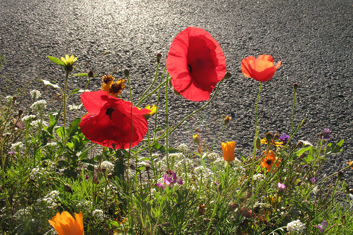 2013-10-02_046_mhi_11 Am Straßenrand (Foto: Manfred Hiersemann)