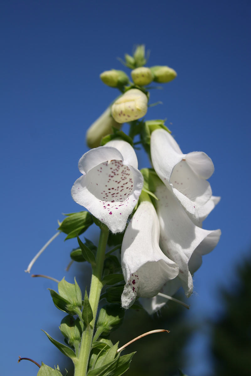 2013-10-09_dem_Himmel-entgegen_cf_12 Dem Himmel entgegen (Foto: Carolin Fritz)
