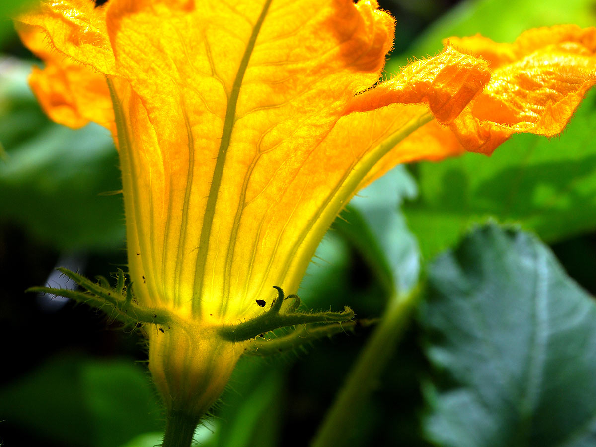 2013-10-16_DSC_7132_mhi_18 Kürbisblüte (Foto: Manfred Hiersemann)