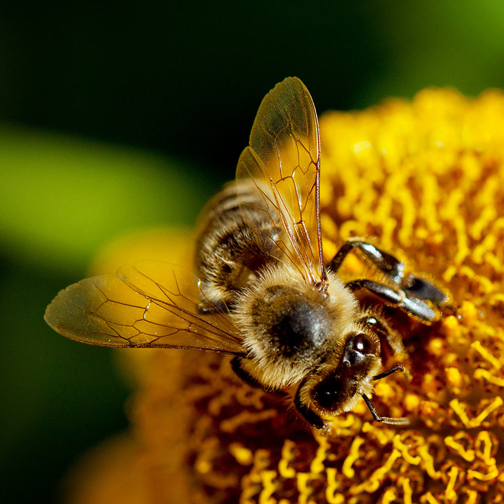 2013-10-21_G_7159_fh_16 Mahlzeit (Foto: Frank Hausdörfer)