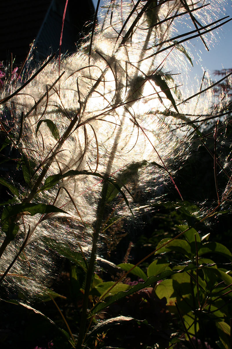 2013-10-23_im_Sonnenlicht_cf_12 Im Gegenlicht (Foto: Carolin Fritz)