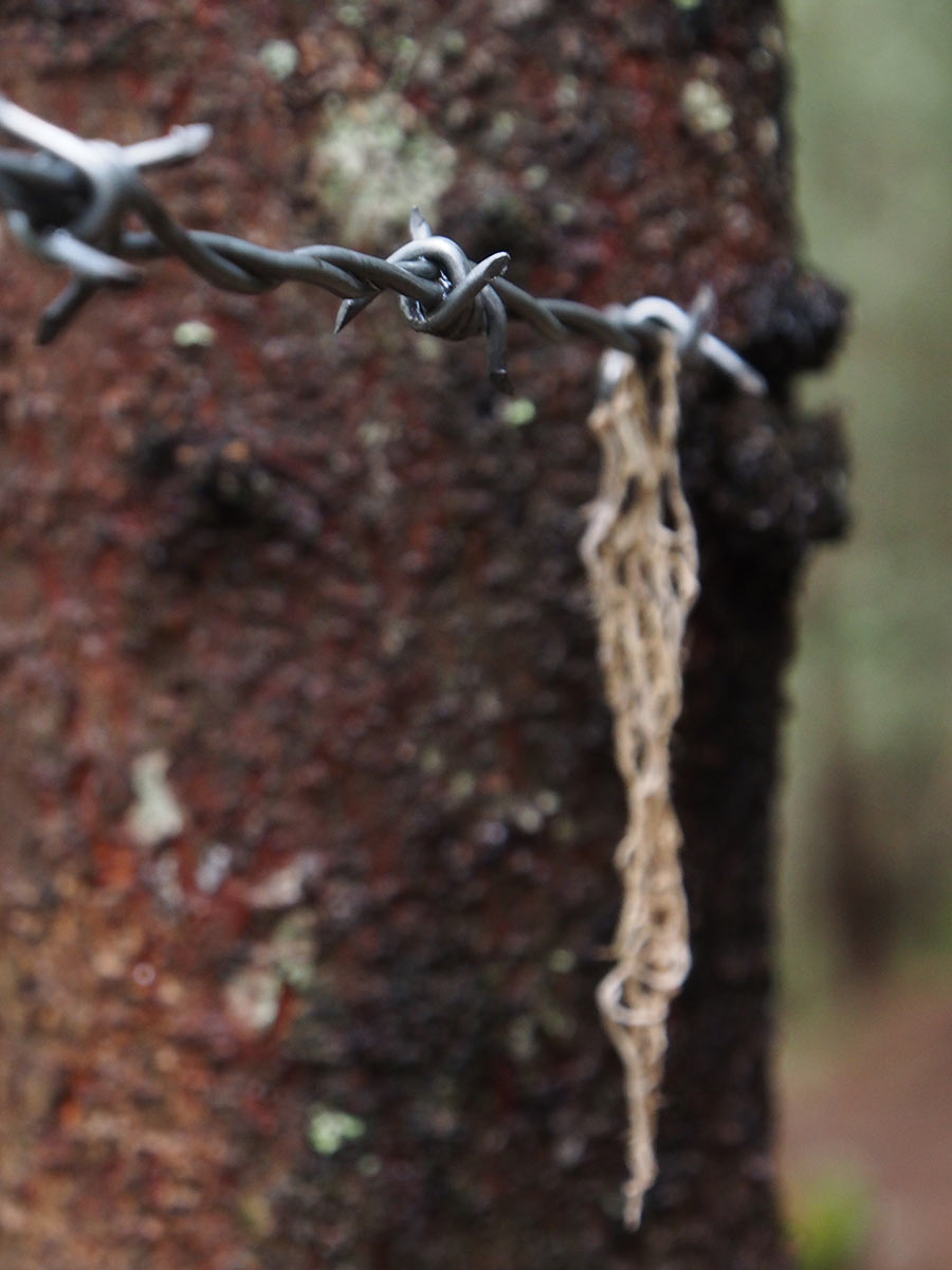 2013-10-34_P9190512_ik_17 Zurückgeblieben (Foto: Ines Koch)