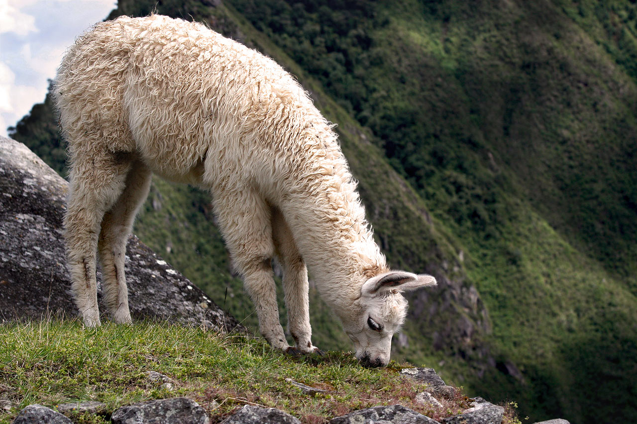 2013-10-zz04_1_M1_fh_12 Serie: Machu Picchu (Foto: Frank Hausdörfer)