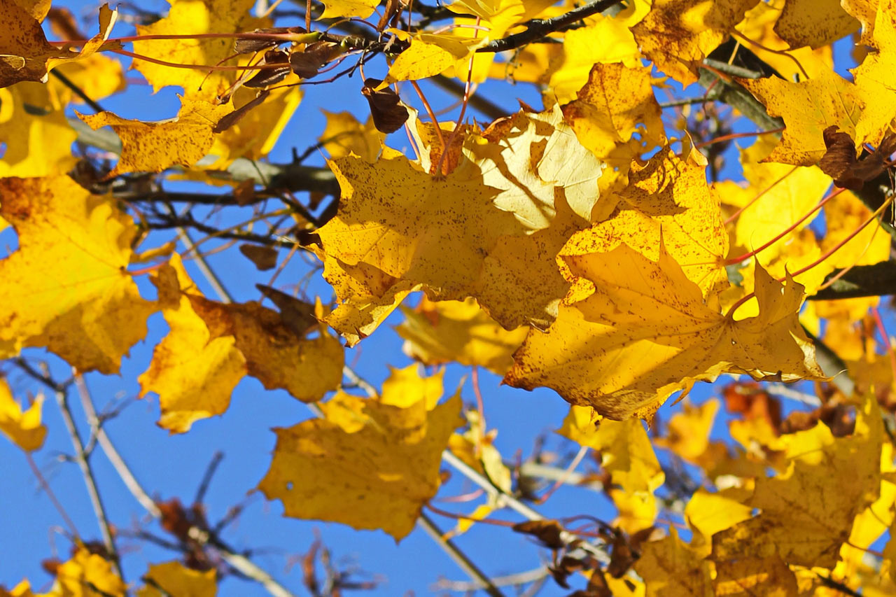 Herbst (Foto: Roland Kastner)