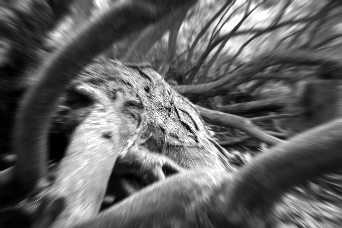 Unterholz (Foto: Peter Maximilian Schmidt)