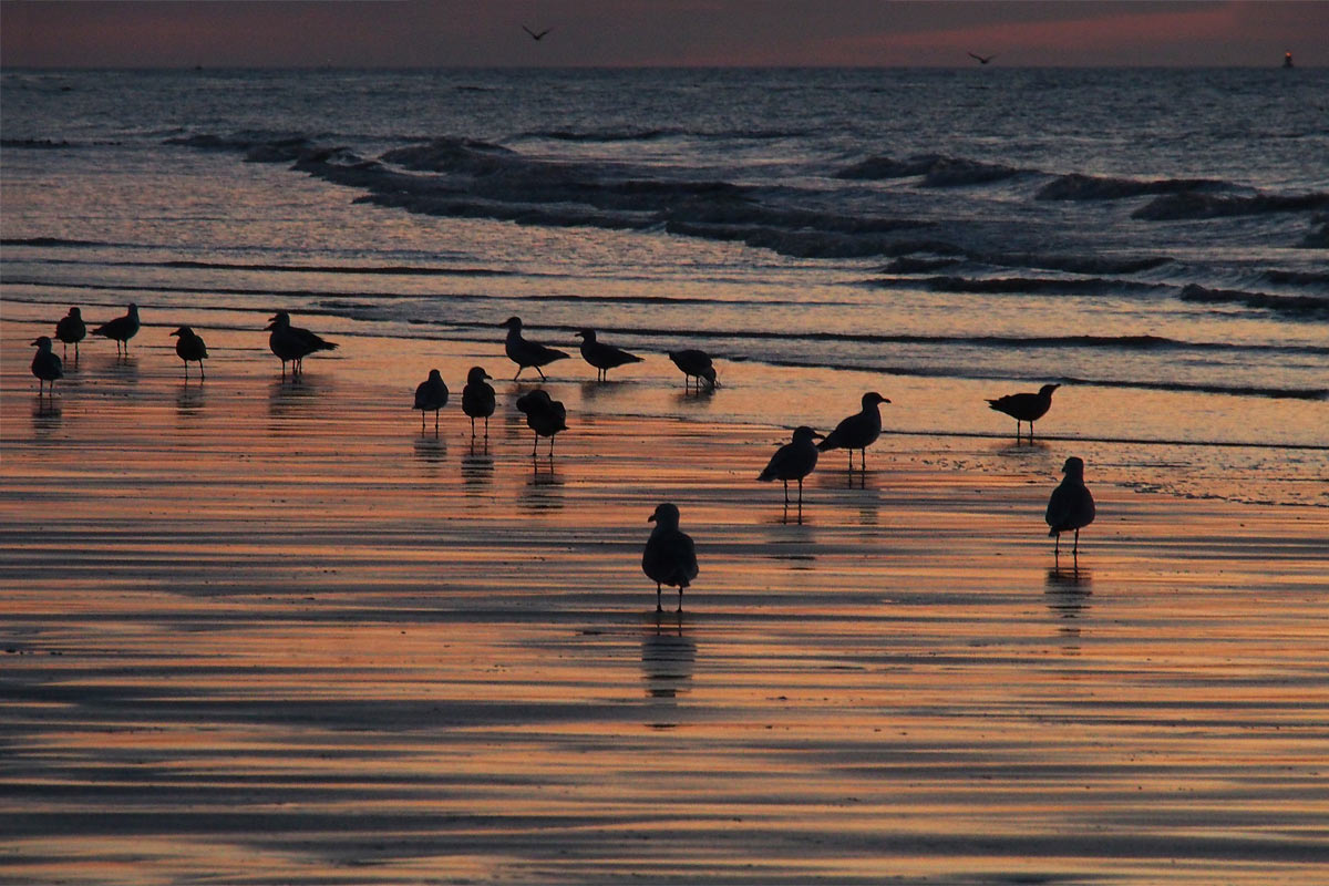 Möwen am Strand von Oostende (Foto: Andreas Kuhrt)