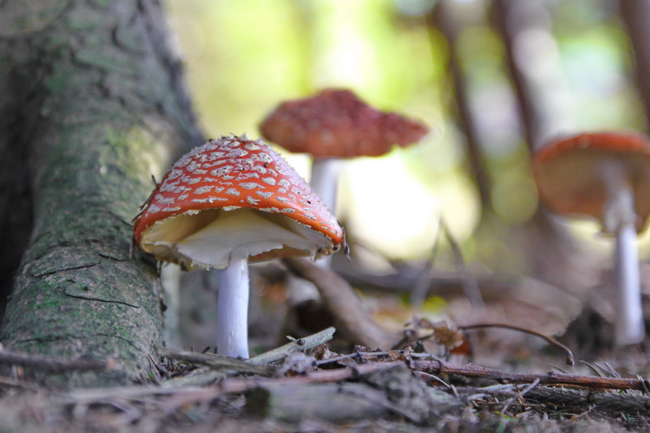 Serie: Herbstschönheiten (Foto: Roland Kastner)