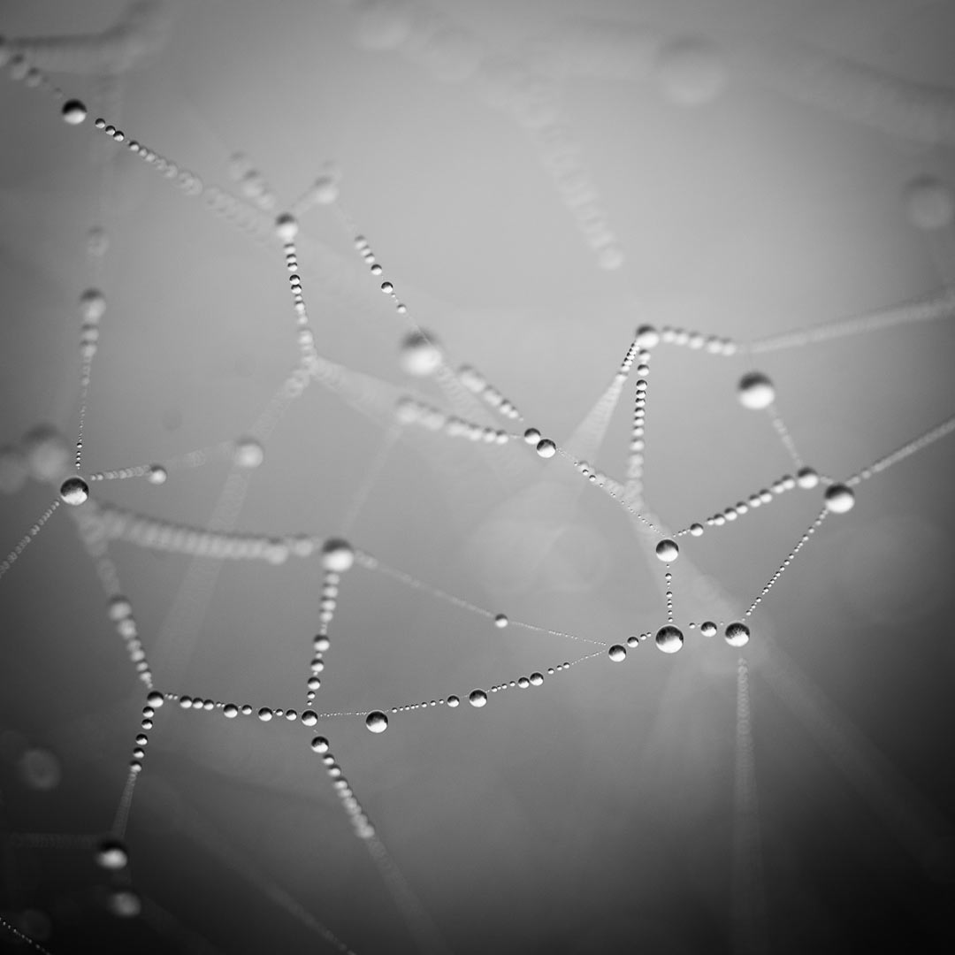 Microcosmos (Foto: Uli Pfeufer)