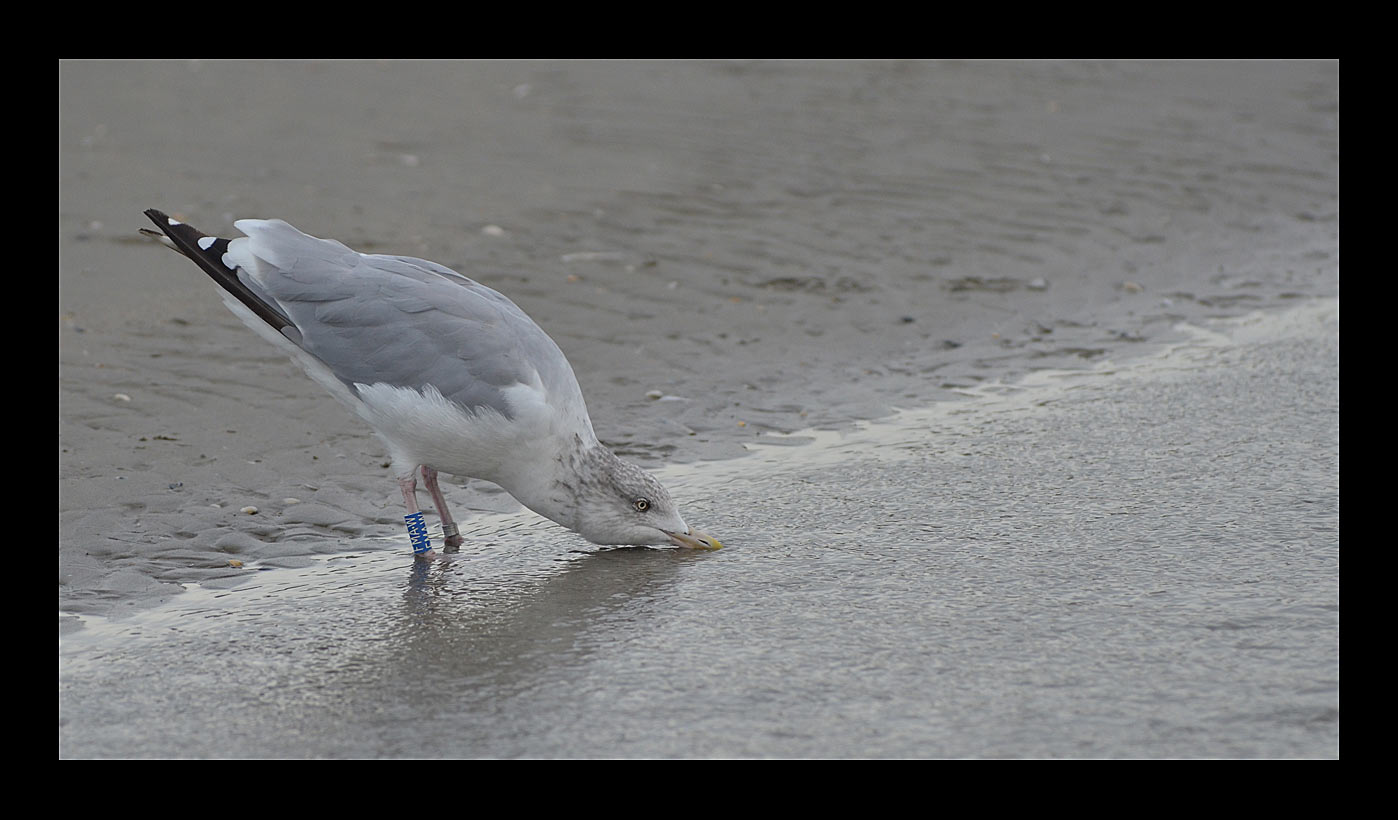 Trinkwasser (Foto: Günter Giese)
