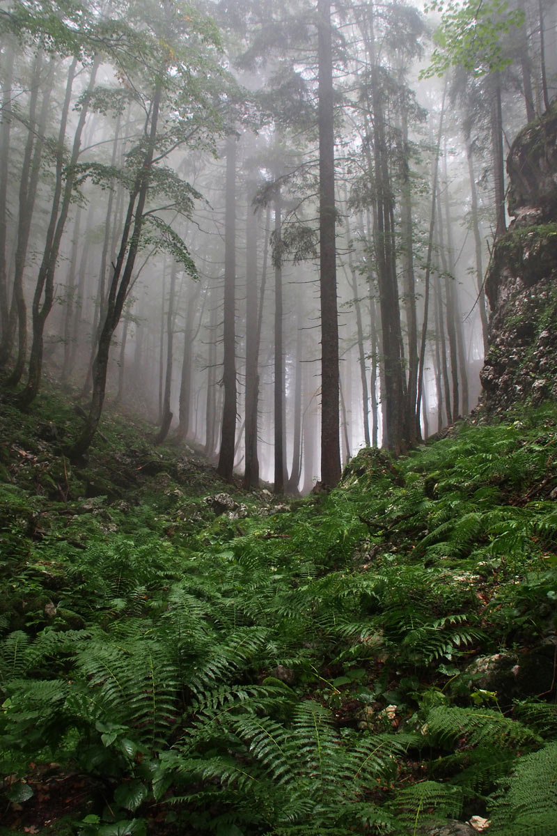 Hochwald (Foto: Andreas Kuhrt)