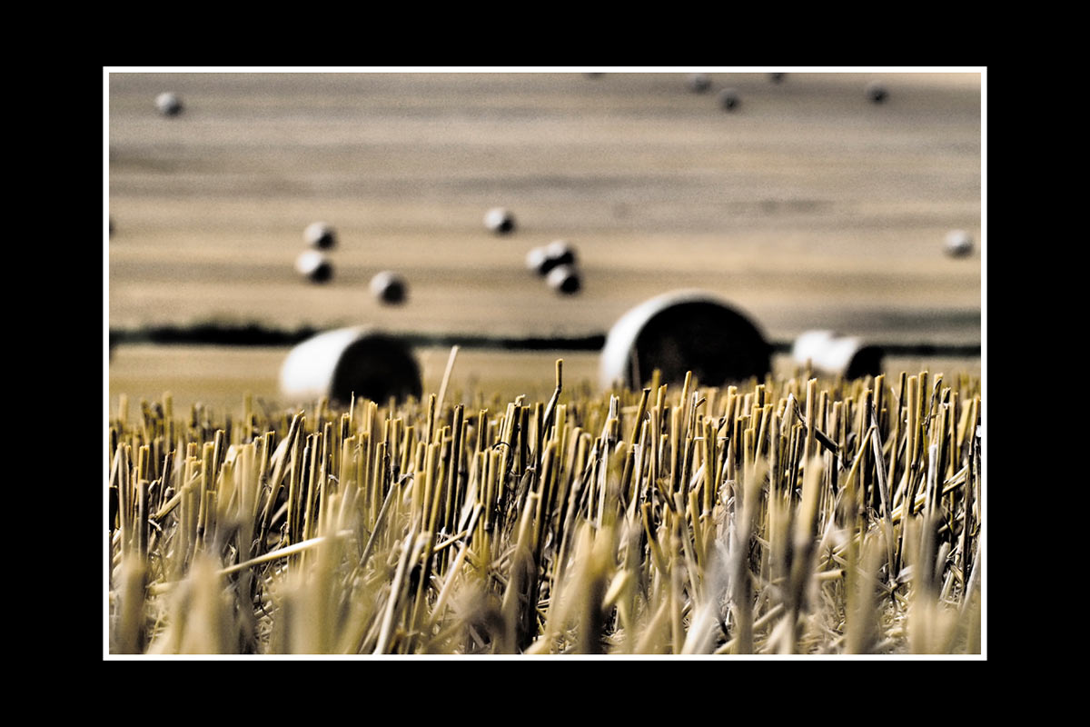 Stoppelschnitt (Foto: Peter Zastrow)