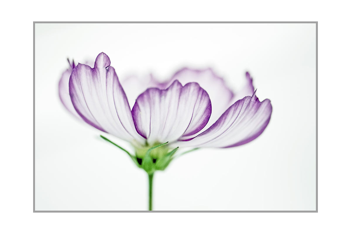 Cosmea (Foto: Ute Zohles)