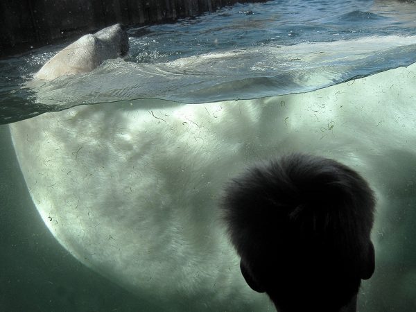 Da können einem die Haare zu Berge stehn (Foto: Sandra Heußinger)