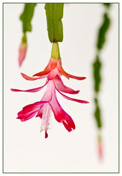 Er-blüht (Foto: Ute Zohles)