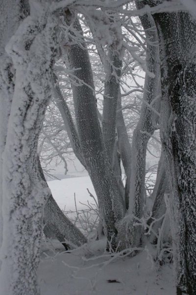 Frostig (Foto: Carolin Fritz)