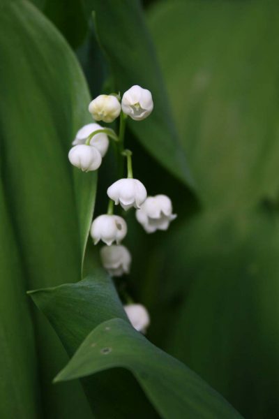 Frühling (Foto: Carolin Fritz)