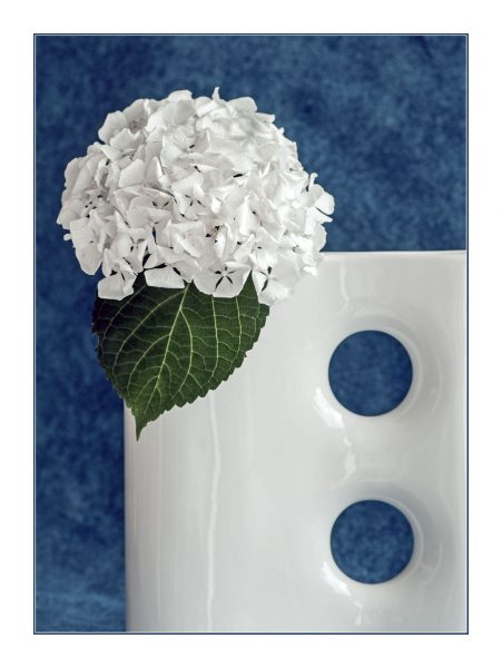 Hortensie (Foto: Ute Zohles)