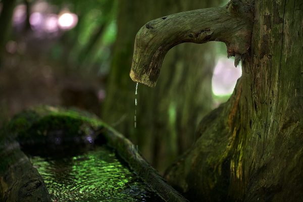 Im Märchenwald (Foto: Frank Hausdörfer)