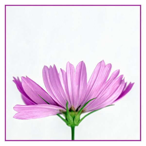 Lila Cosmea (Foto: Ute Zohles)