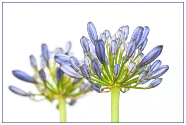 Blaue Kugel (Foto: Ute Zohles)