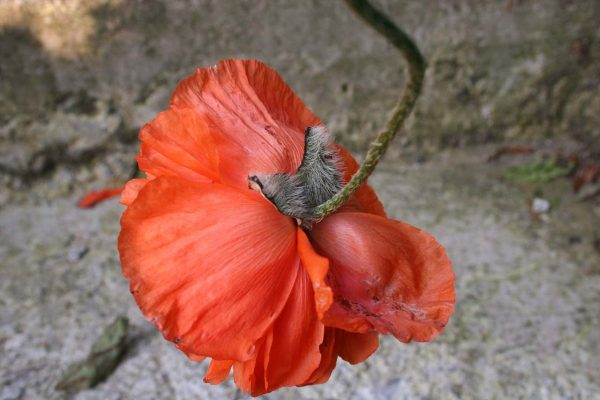 Orange trifft Grau (Foto: Carolin Fritz)