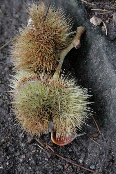 Stachlige Maroni (Foto: Carolin Fritz)
