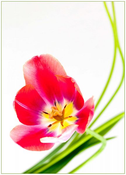 Tulpe (Foto: Ute Zohles)