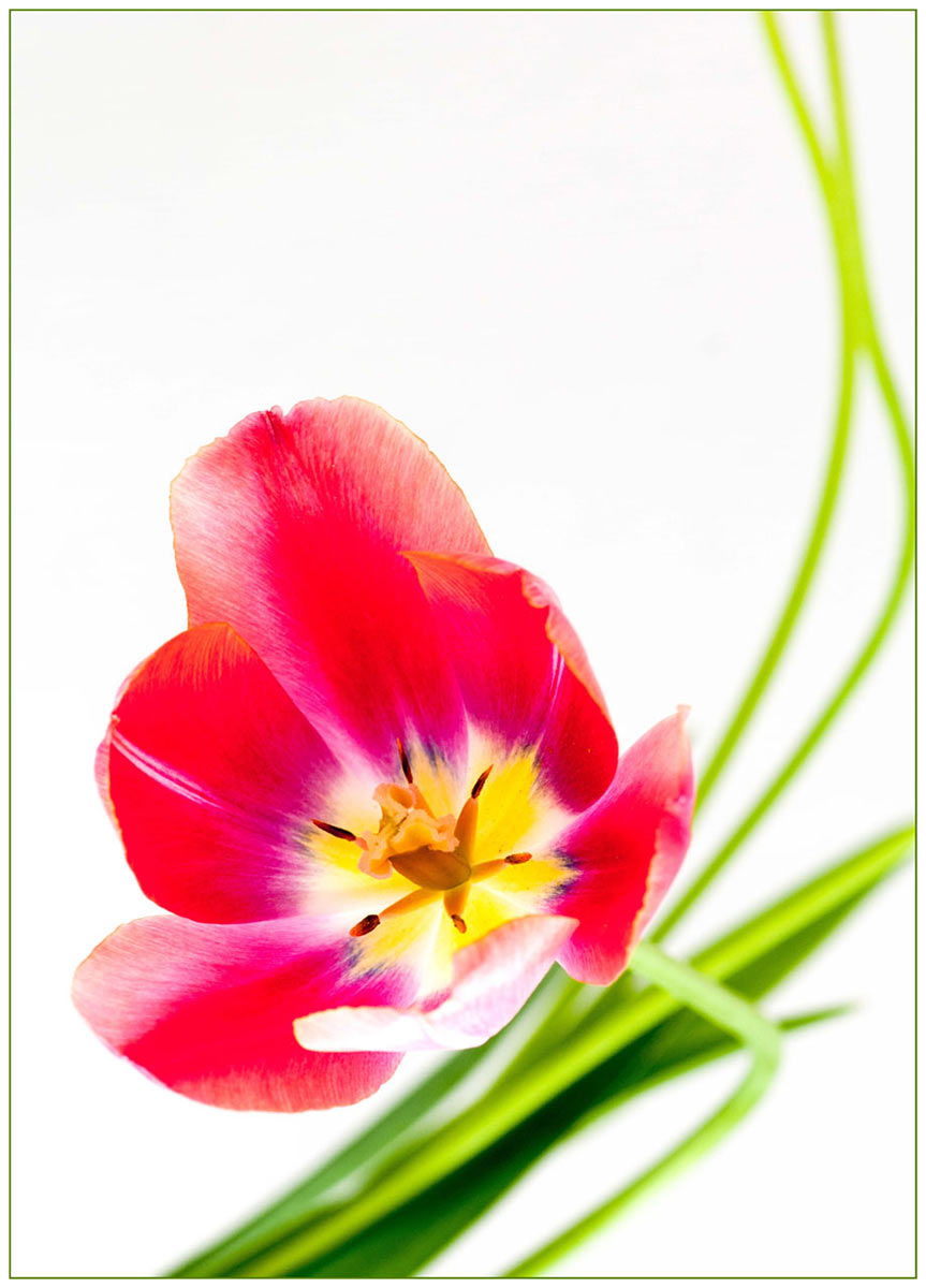 2013-bdj-68_Tulpe_uz_25 Tulpe (Foto: Ute Zohles)