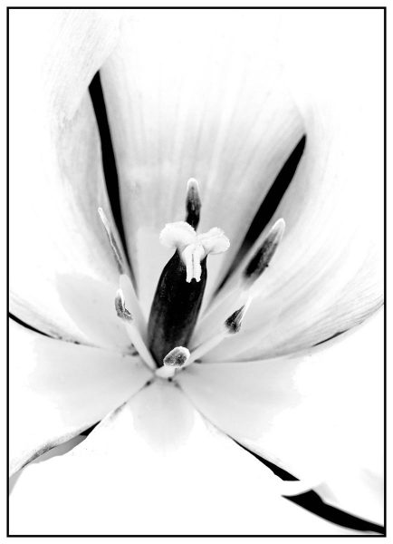 Tulpenblüte (Foto: Ute Zohles)