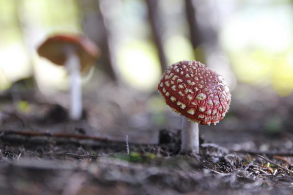 Serie: Herbstschönheiten (Foto: Roland Kastner)