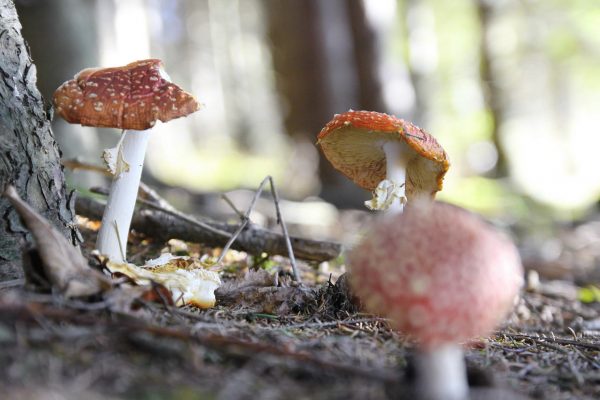 Serie: Herbstschönheiten (Foto: Roland Kastner)