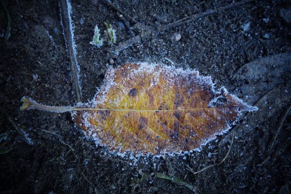 Serie: Eisblätter (Foto: Peter Zastrow)