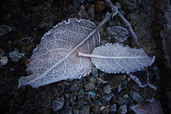 Serie: Eisblätter (Foto: Peter Zastrow)