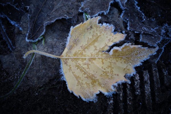 Serie: Eisblätter (Foto: Peter Zastrow)