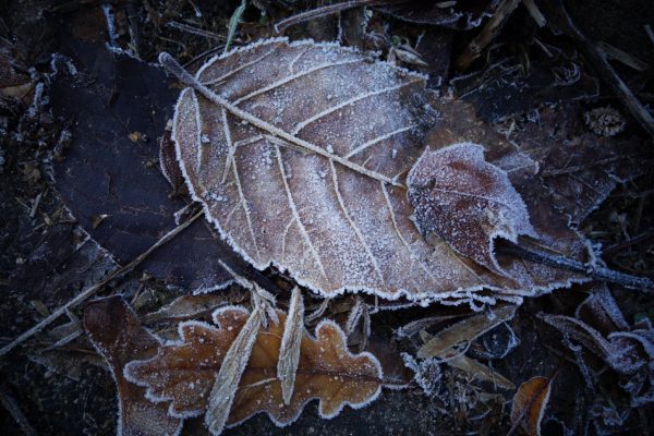 Serie: Eisblätter (Foto: Peter Zastrow)
