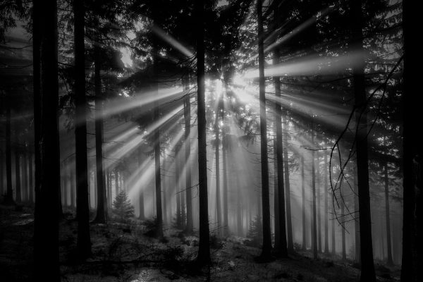 Serie: Nebelwald (Foto: Peter Zastrow)