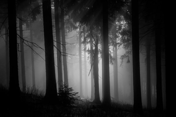 Serie: Nebelwald (Foto: Peter Zastrow)