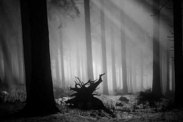 Serie: Nebelwald (Foto: Peter Zastrow)