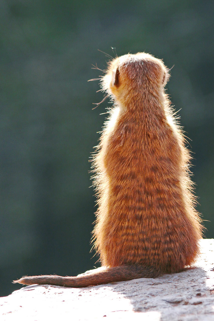 Endlich Sonne (Foto: Roland Kastner)