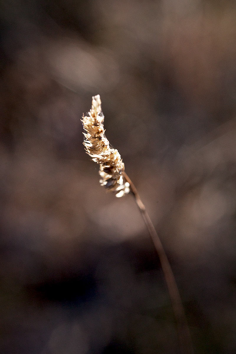 Grashalm (Foto: Frank Hausdörfer)