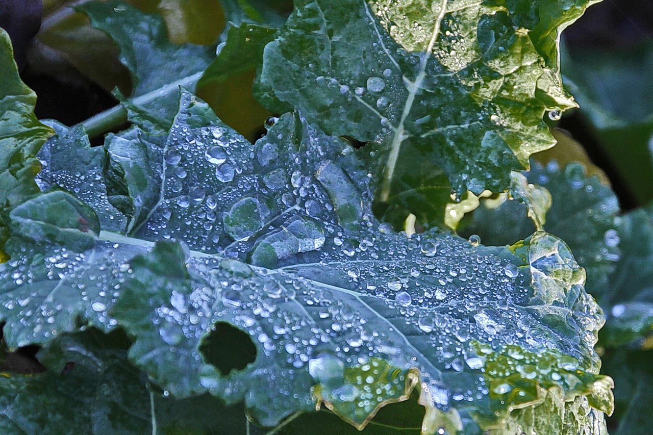 Morgentau (Foto: Roland Kastner)