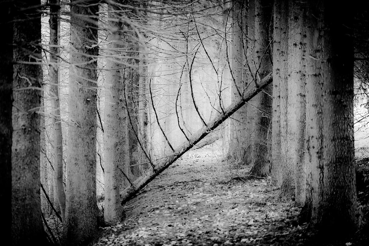 Garten-Fotoclub bei Uli
