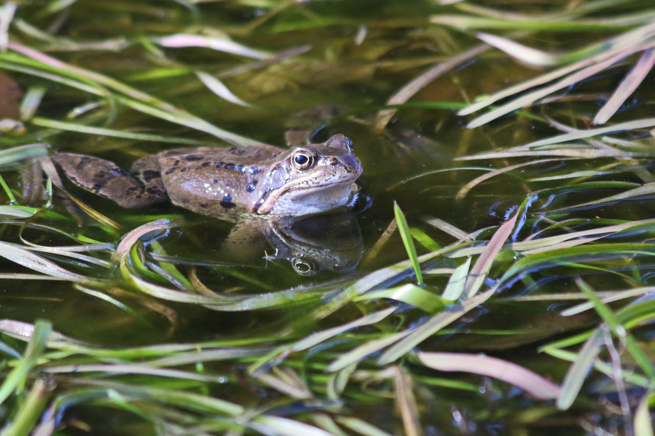 Serie: Frühling im Vessertal (Foto: Roland Kastner)