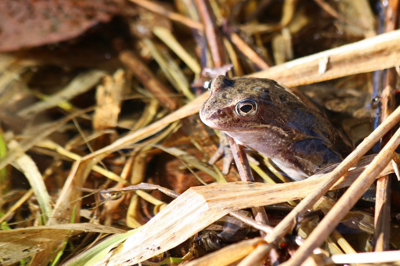 Serie: Frühling im Vessertal (Foto: Roland Kastner)