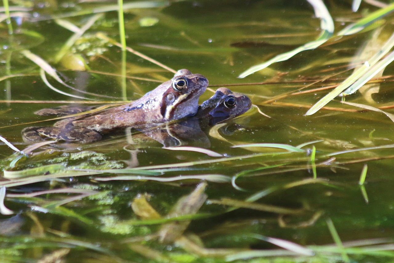 Serie: Frühling im Vessertal (Foto: Roland Kastner)