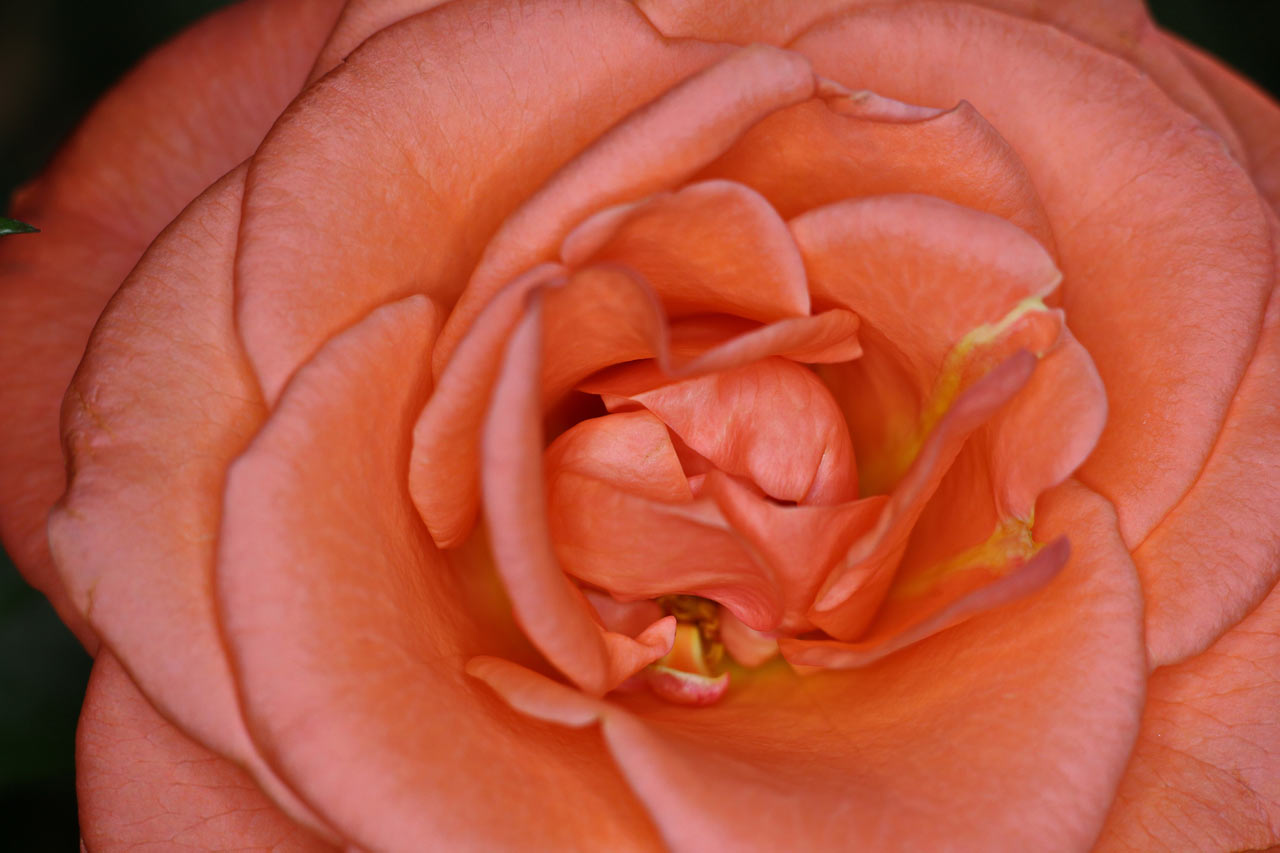 Serie: Rosen (Foto: Roland Kastner)