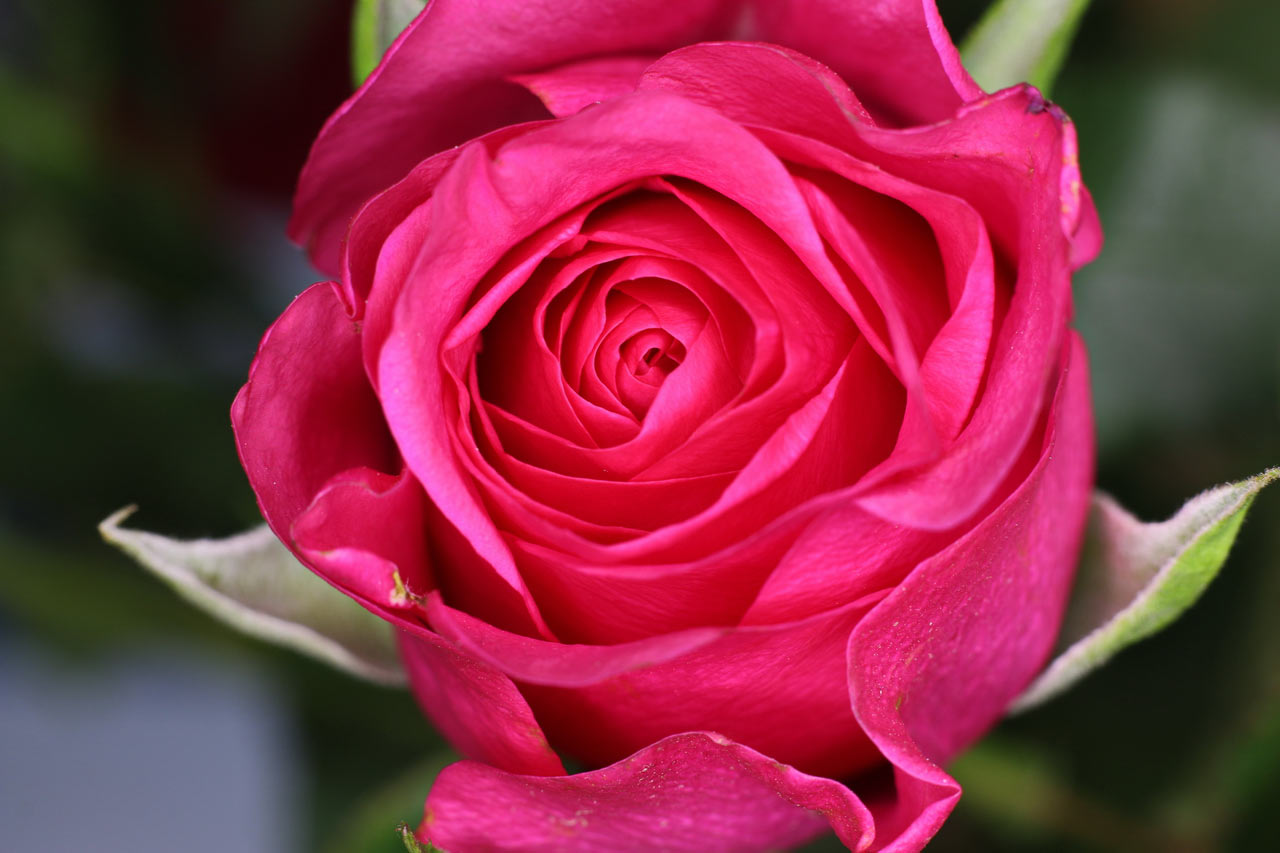 Serie: Rosen (Foto: Roland Kastner)