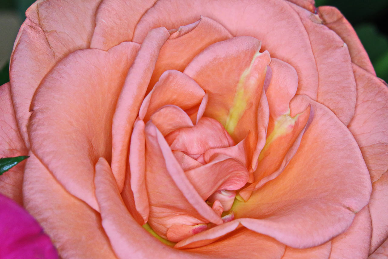 Serie: Rosen (Foto: Roland Kastner)