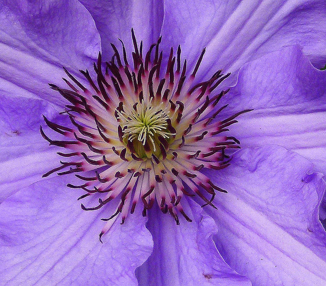 2014-04-02_2-P1090049_khr_16 Blüte (Foto: Karl-Heinz Richter)